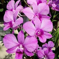 Tentang Lelemuku.com Tentang Lelemuku.com